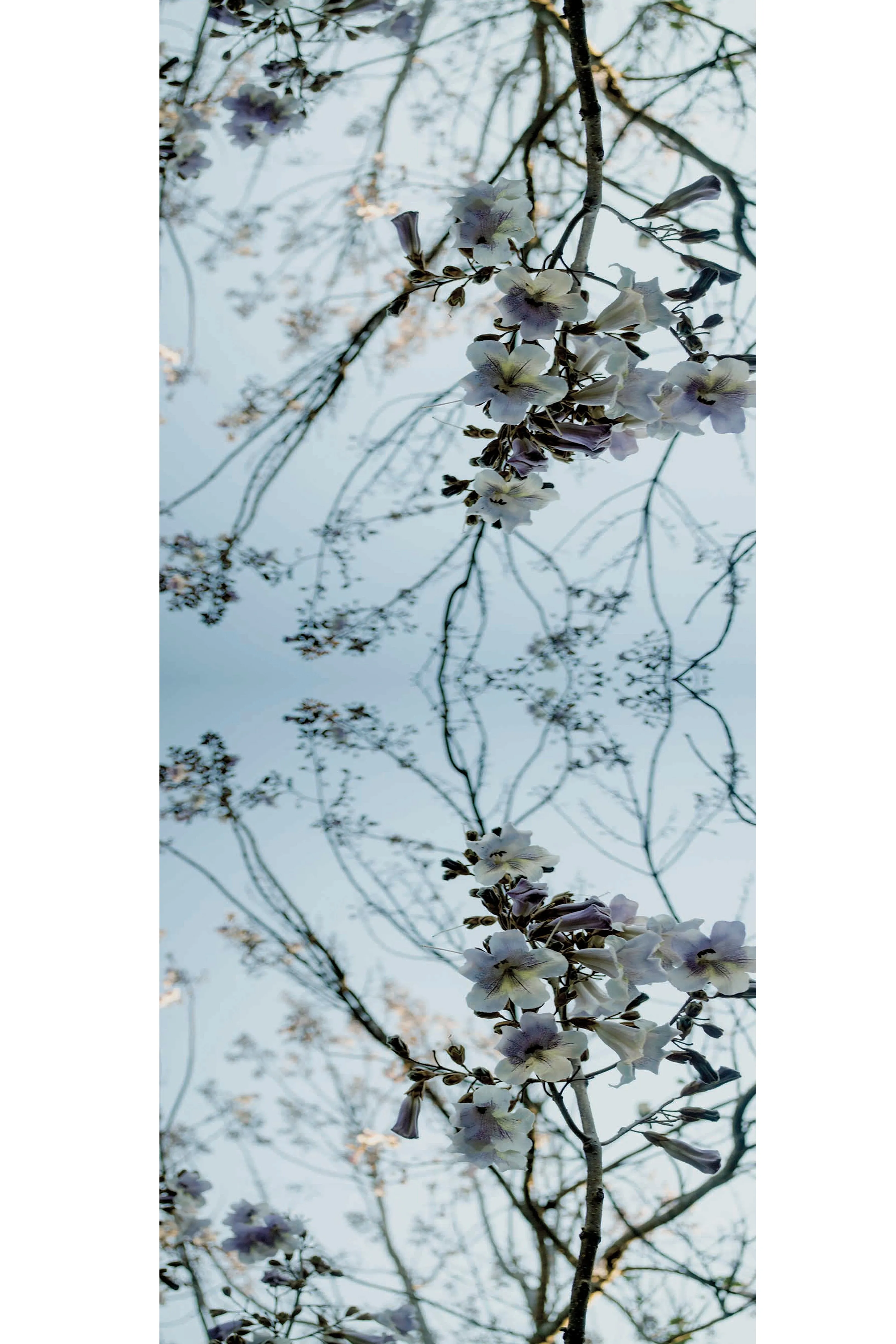 PAULOWNIA TREE CASHMERE & MODAL SCARF